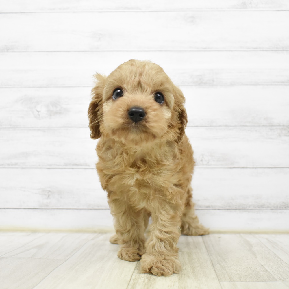 愛知県のキャバプー(キャバリア×プードル) (犬の家＆猫の里豊川インター店/2026年4月10日生まれ/男の子/ルビー)の子犬