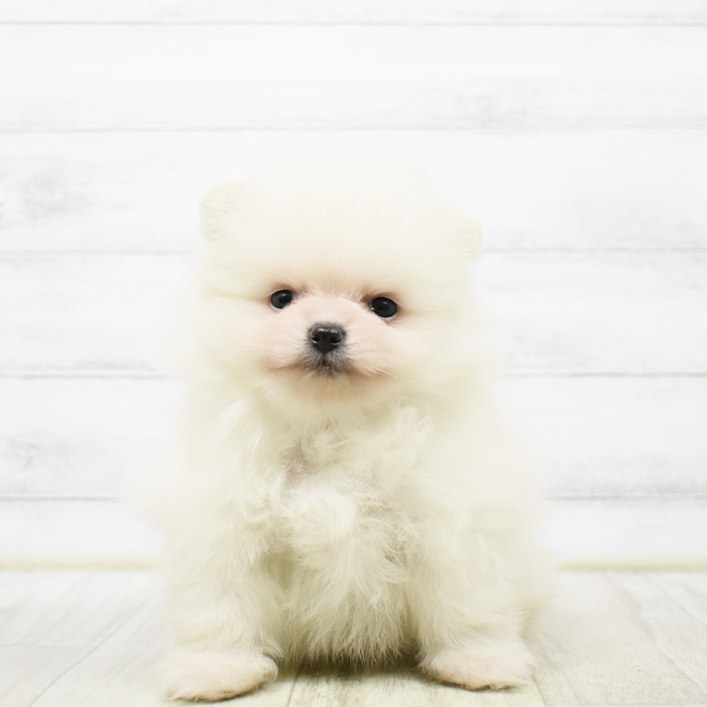 石川県のポメラニアン (犬の家＆猫の里金沢店/2026年4月8日生まれ/男の子/クリーム)の子犬