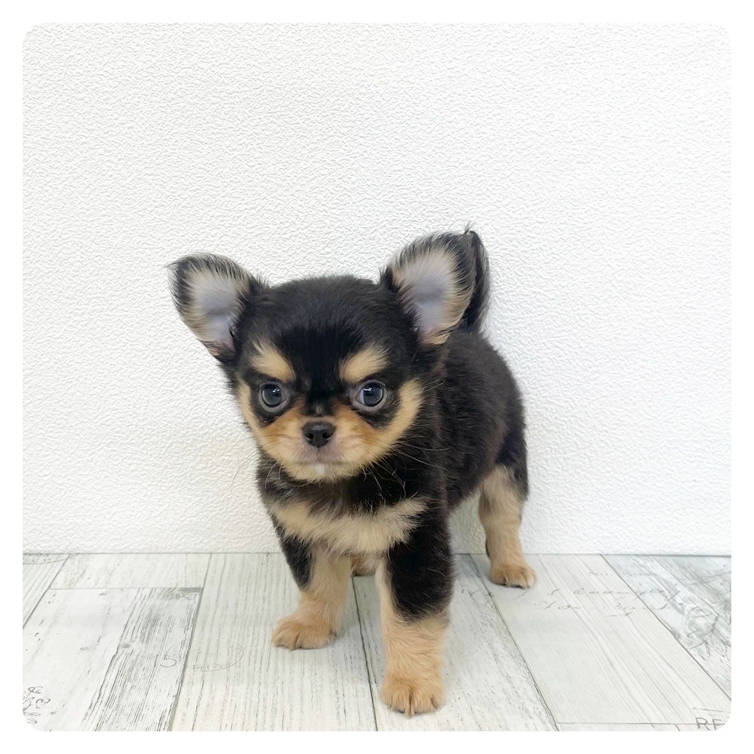 福岡県のチワワ(ロング) (犬の家＆猫の里トリアス久山店/2026年4月11日生まれ/男の子/ブラックタン)の子犬の2枚目の画像