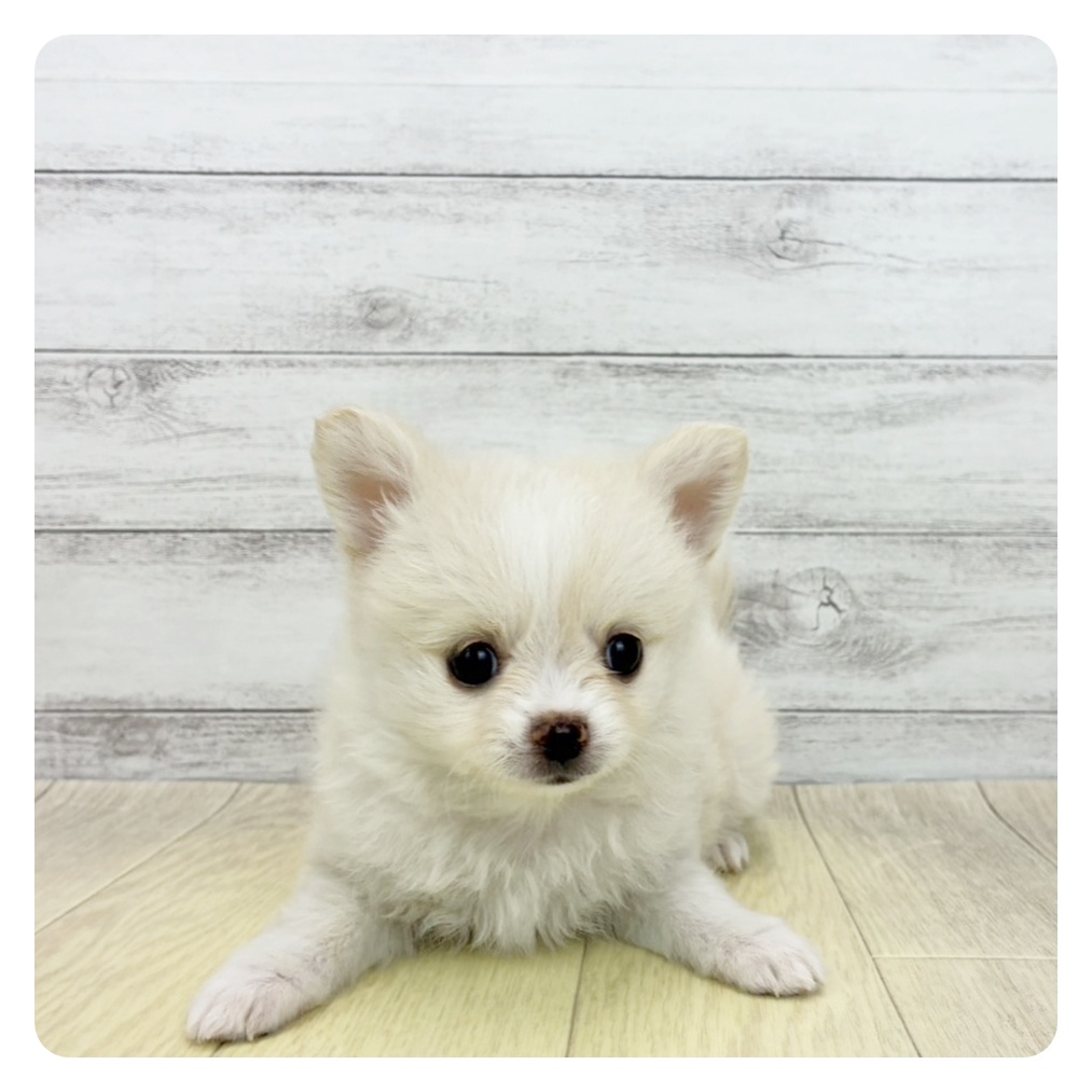 ハーフ犬女の子の写真