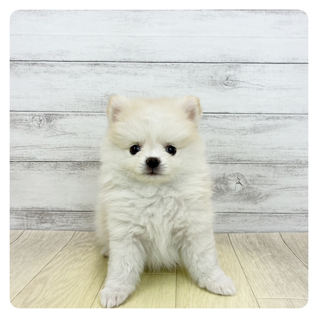 ハーフ犬女の子の写真