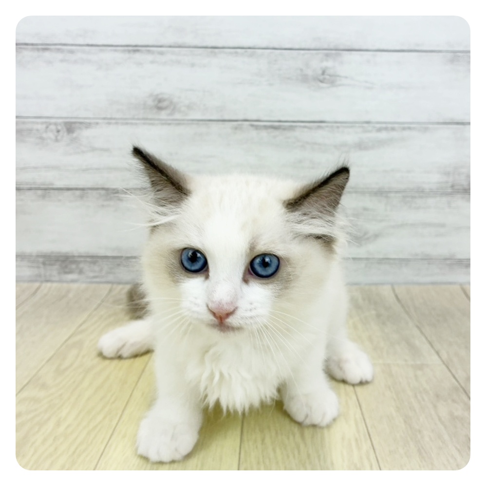 愛知県のラグドール (犬の家＆猫の里碧南店/2026年4月10日生まれ/女の子/シールポイントバイカラー)の子猫