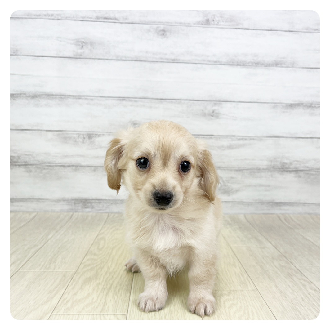 愛知県のチワックス(チワワ×ダックス) (犬の家＆猫の里名古屋天白店/2026年4月15日生まれ/男の子/クリーム)の子犬の4枚目の画像