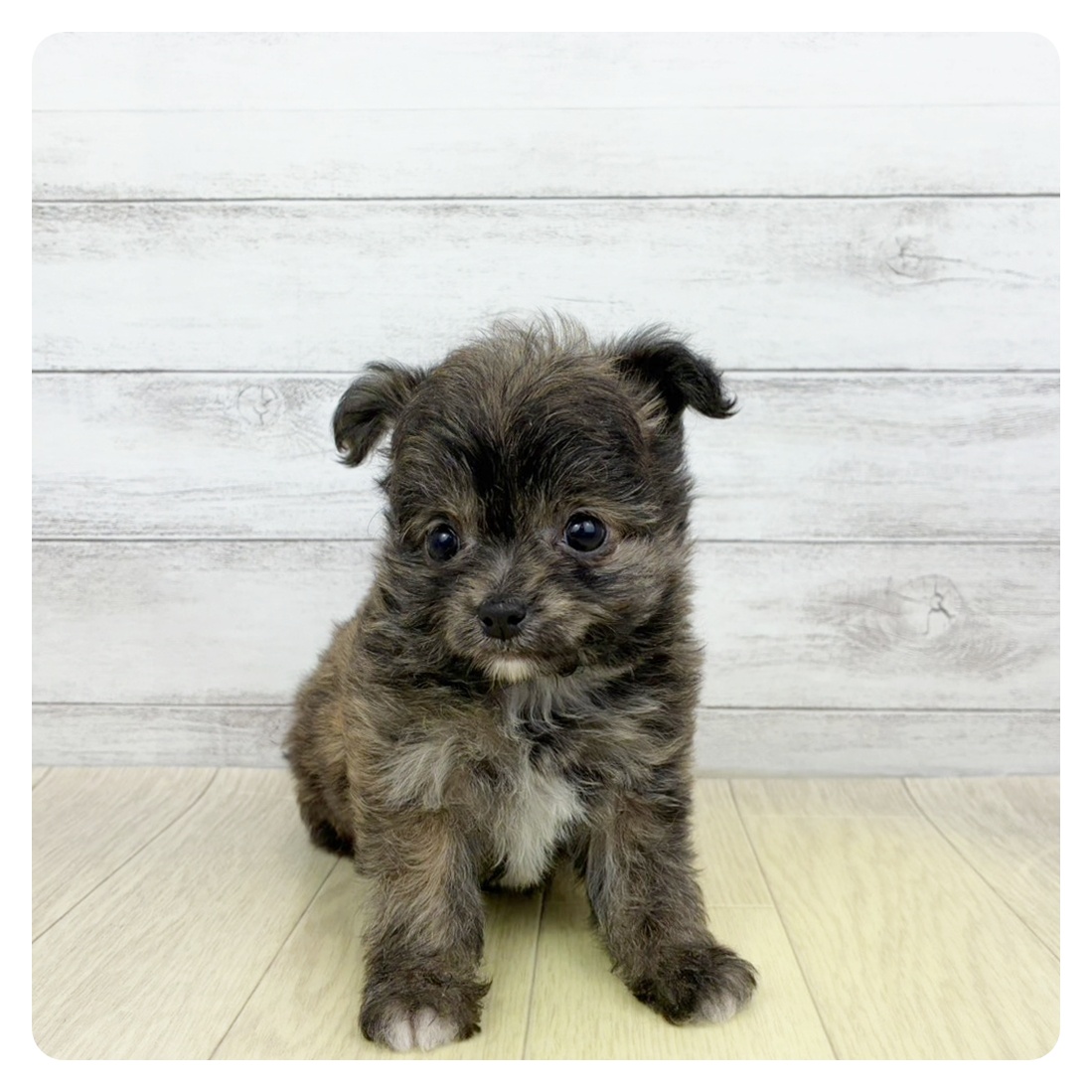 ハーフ犬女の子の写真