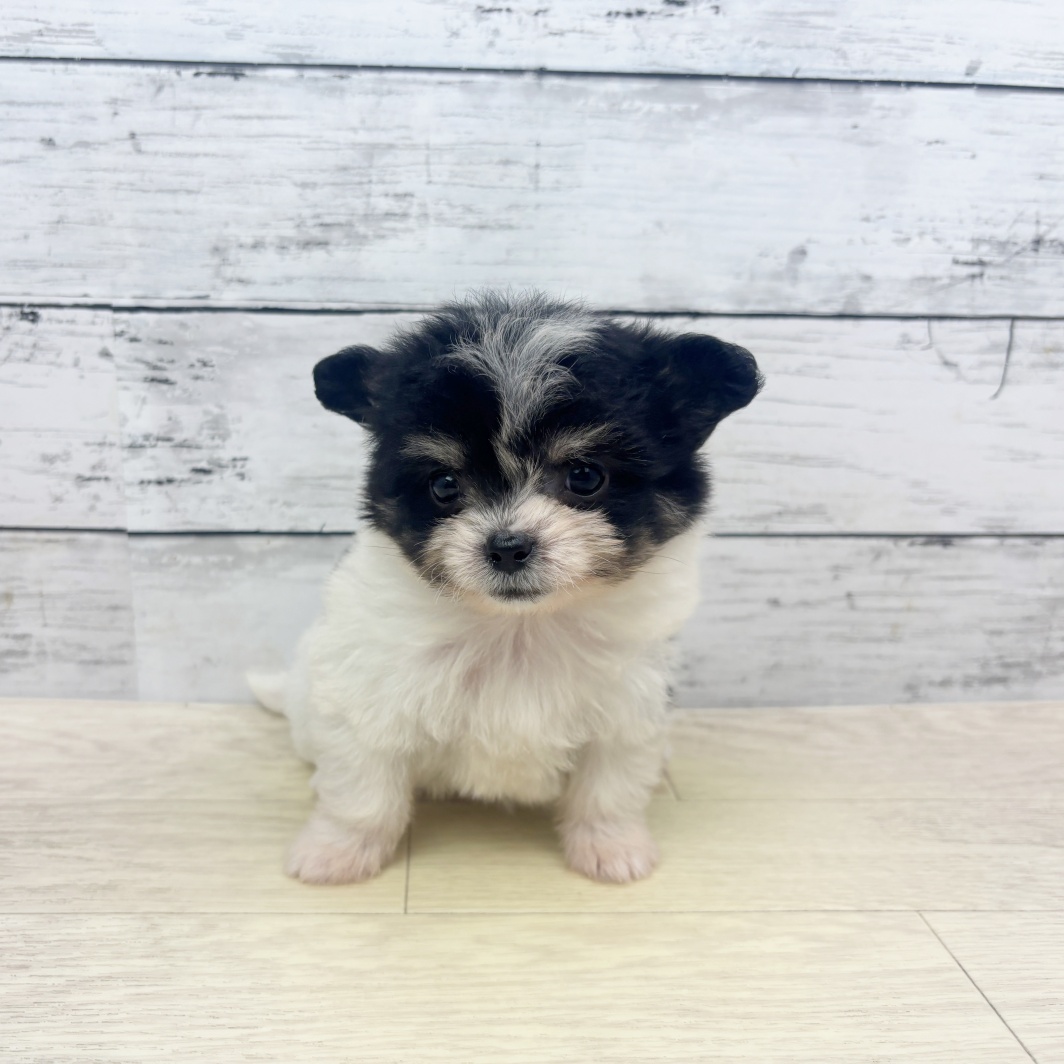 兵庫県のハーフ犬・ミックス犬 (犬の家＆猫の里川西店/2026年4月15日生まれ/女の子/ブラックタンホワイト)の子犬