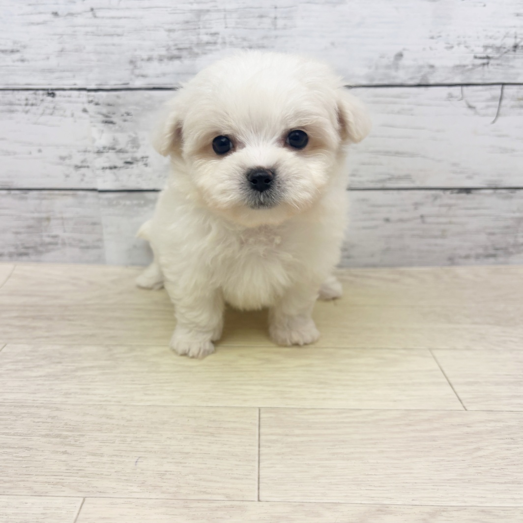 2026年4月14日生まれのハーフ犬・ミックス犬