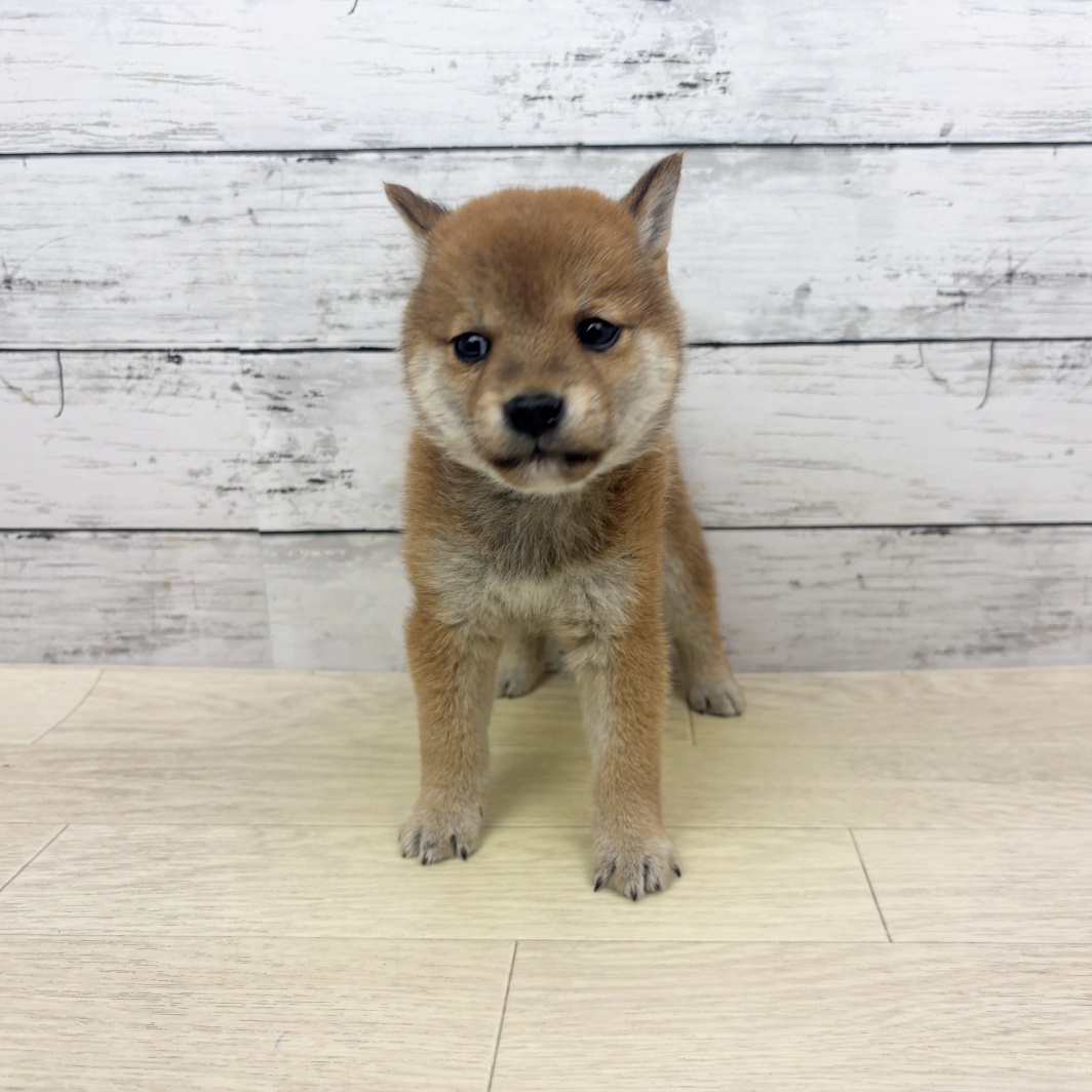 2026年4月13日生まれの豆柴