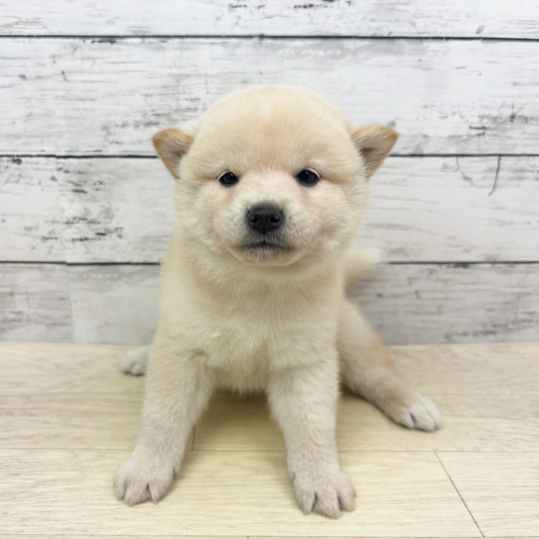 2026年4月5日生まれの柴犬(標準サイズ)
