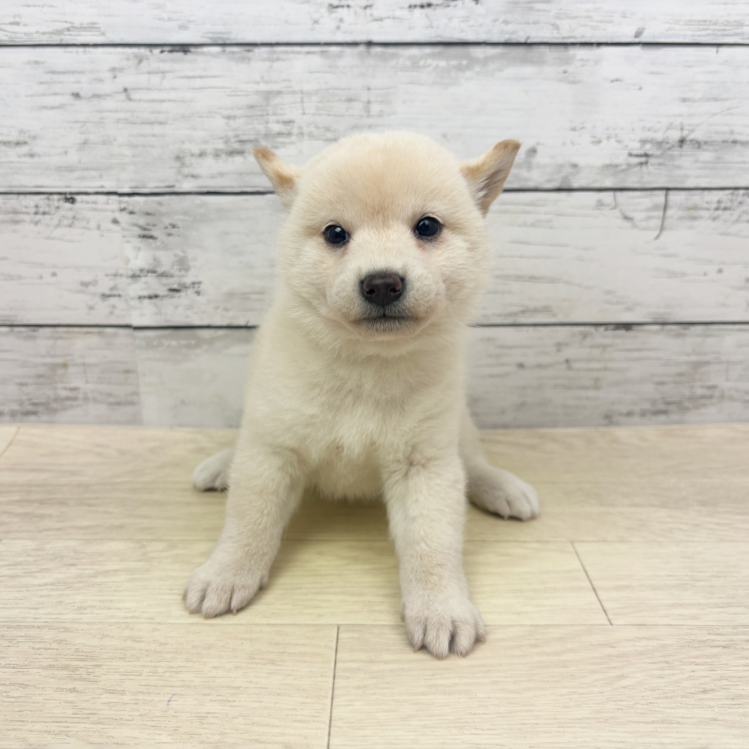 柴犬女の子の写真