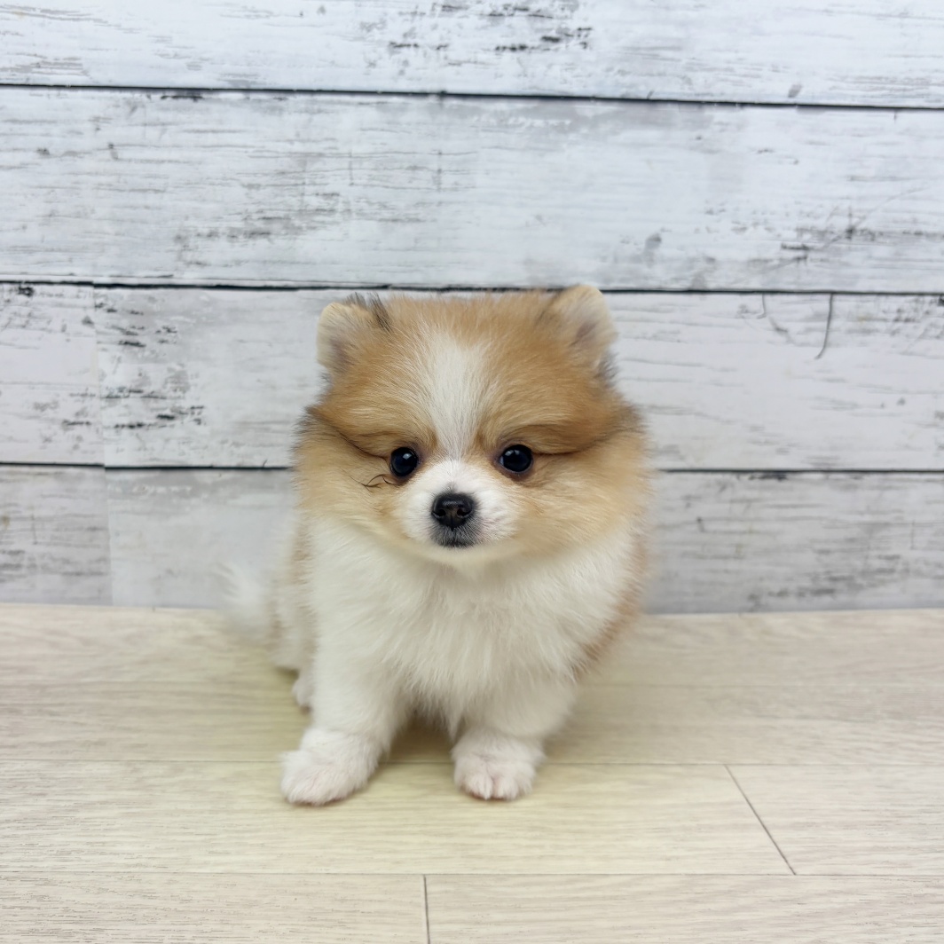 兵庫県のポメラニアン (犬の家＆猫の里川西店/2026年4月14日生まれ/男の子/パーティーカラー)の子犬