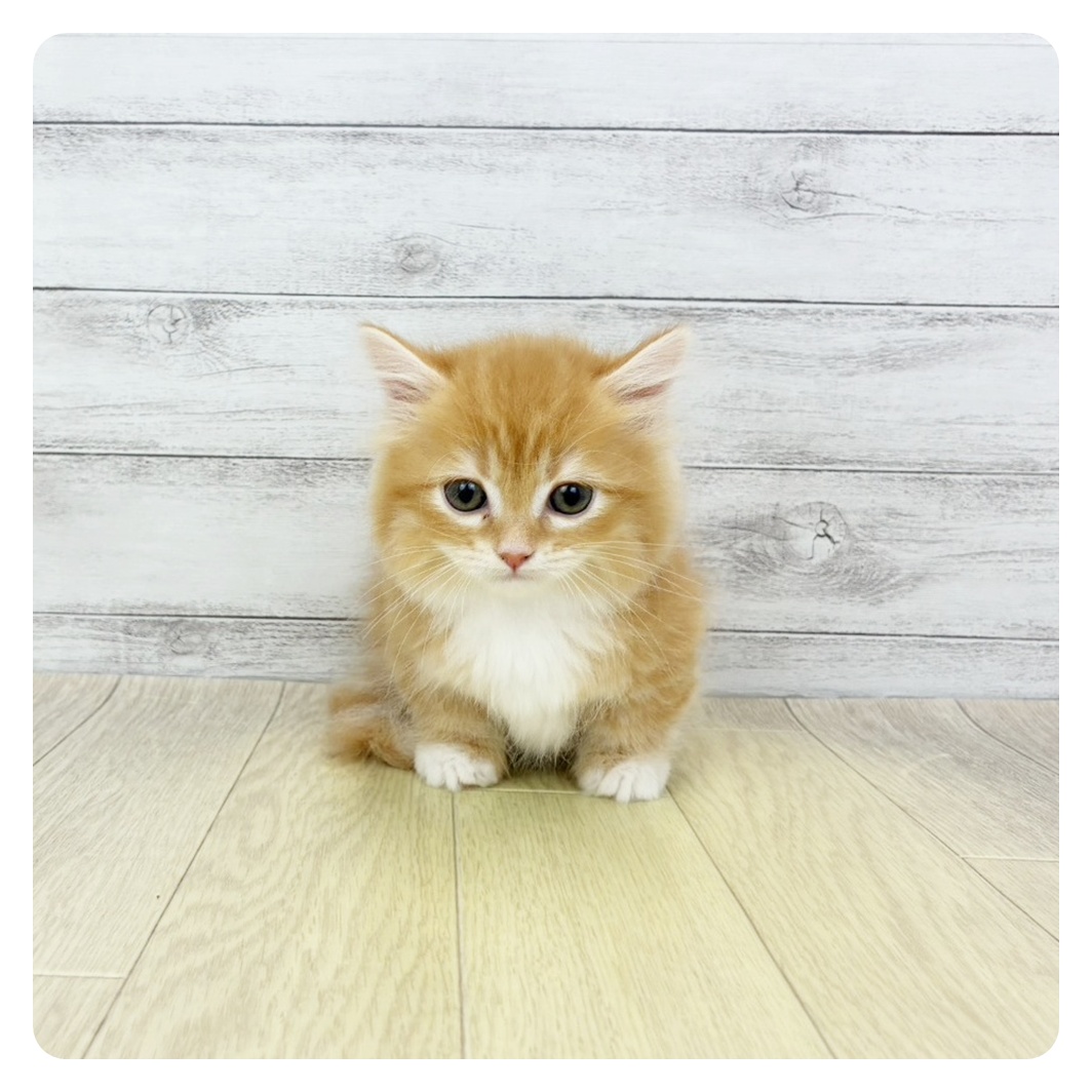 兵庫県のミヌエット (犬の家＆猫の里ゆめタウン姫路店/2026年4月13日生まれ/男の子/レッドタビーホワイト)の子猫