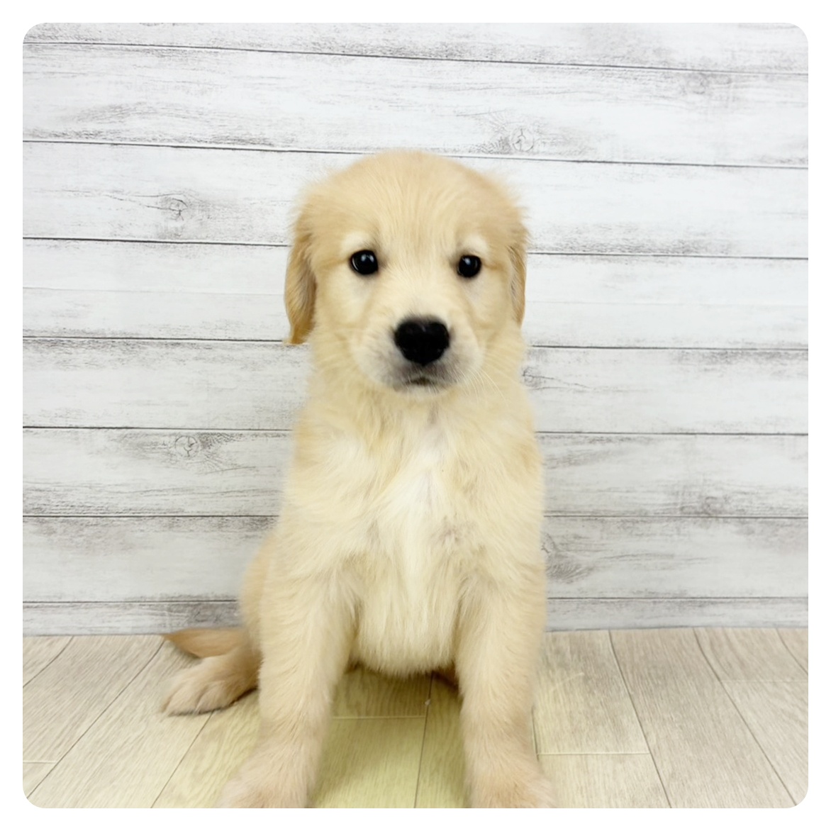 岡山県のゴールデンレトリバー (犬の家＆猫の里倉敷店/2026年4月18日生まれ/女の子/ゴールデン)の子犬の3枚目の画像