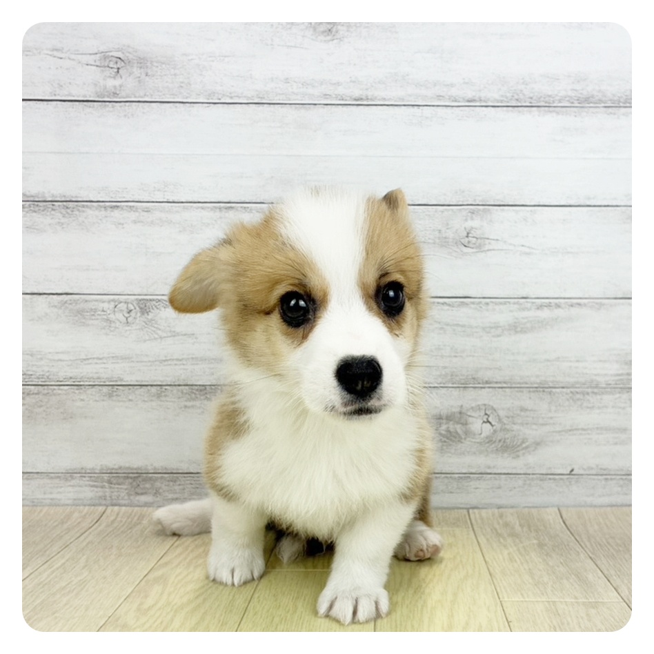 兵庫県のウェルシュコーギーペンブローク (犬の家＆猫の里神戸店/2026年4月17日生まれ/男の子/レッドホワイト)の子犬の2枚目の画像