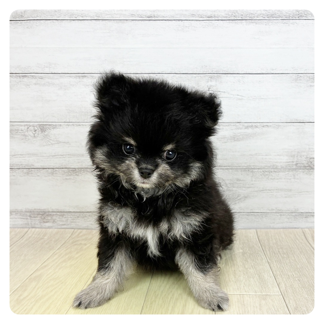 ハーフ犬女の子の写真