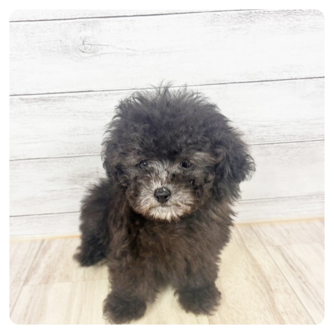 大阪府のトイプードル(ティーカップ) (犬の家＆猫の里もりのみやキューズモールBASE店/2026年4月15日生まれ/女の子/グレー)の子犬