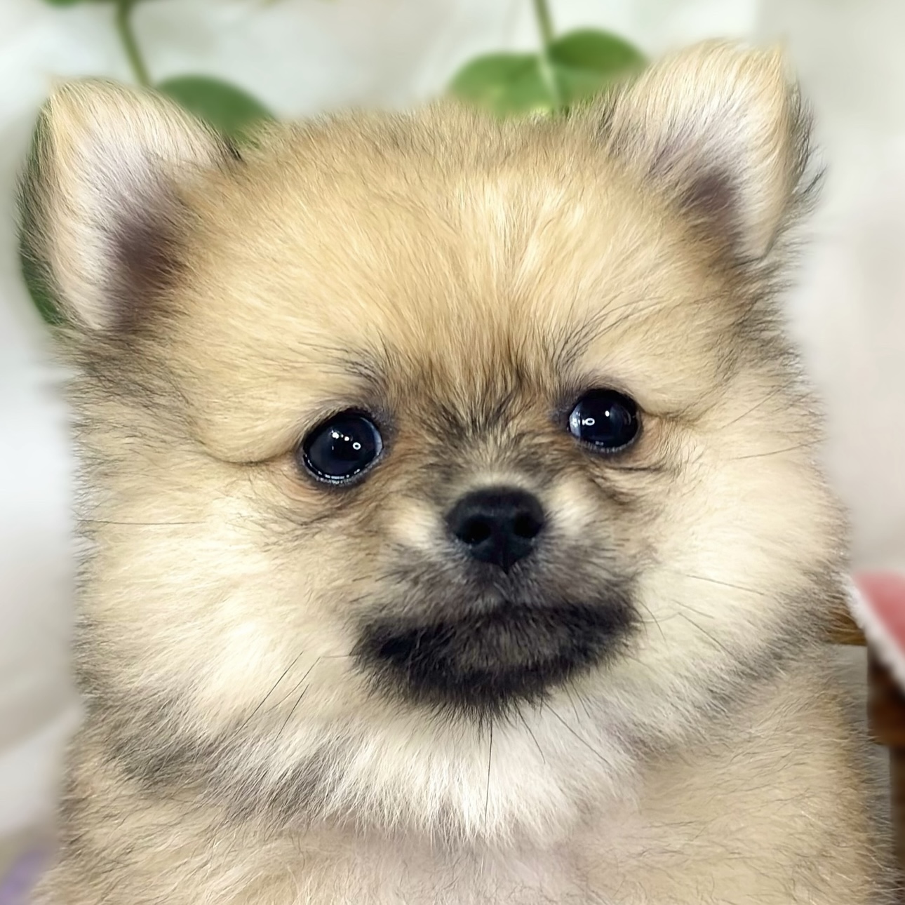 ハーフ犬女の子の写真
