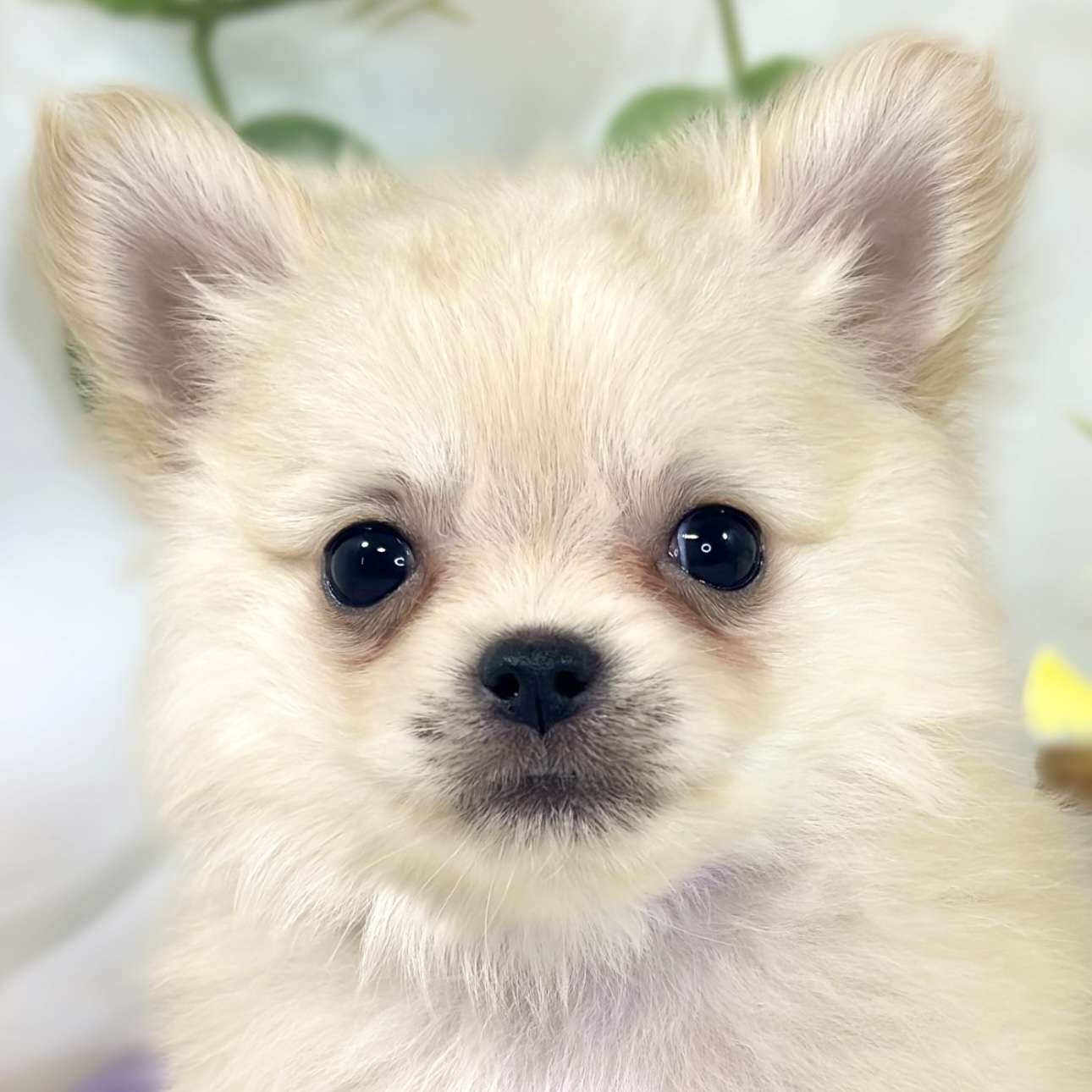ハーフ犬男の子の写真