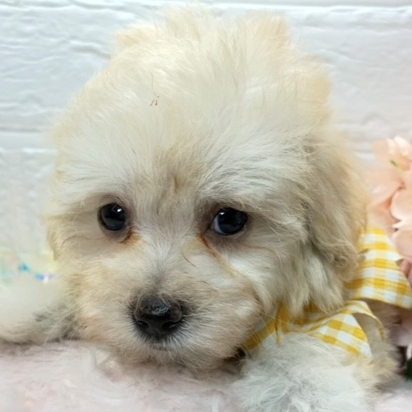 ハーフ犬男の子の写真
