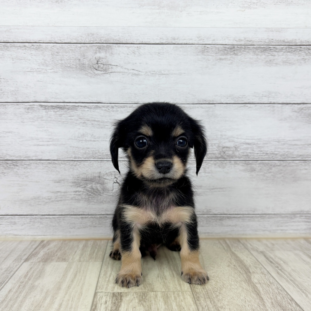 ハーフ犬男の子の写真