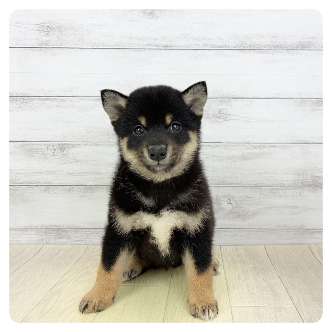 岐阜県の柴犬(標準サイズ) (犬の家＆猫の里カラフルタウン岐阜店/2026年4月19日生まれ/女の子/黒)の子犬の4枚目の画像