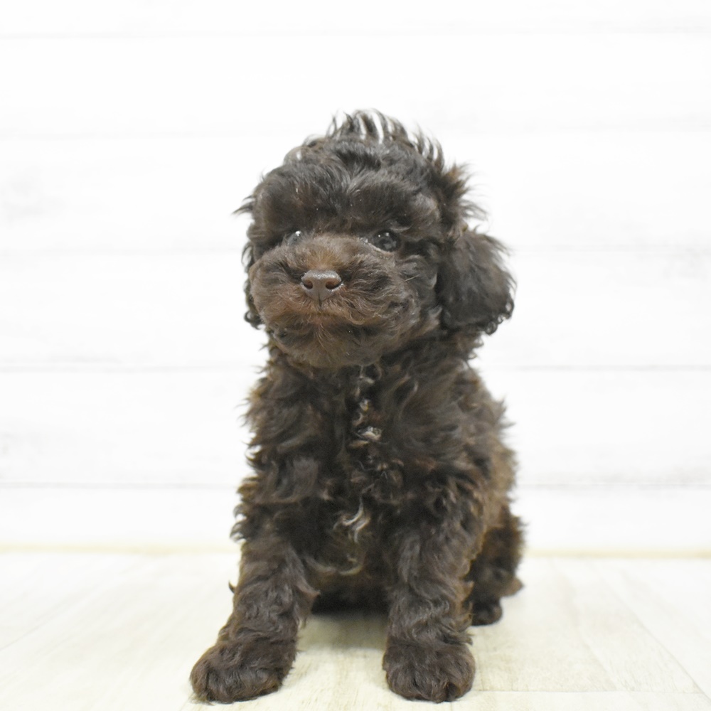 愛知県のトイプードル(トイ) (犬の家＆猫の里豊川インター店/2026年4月20日生まれ/男の子/ブラウン)の子犬