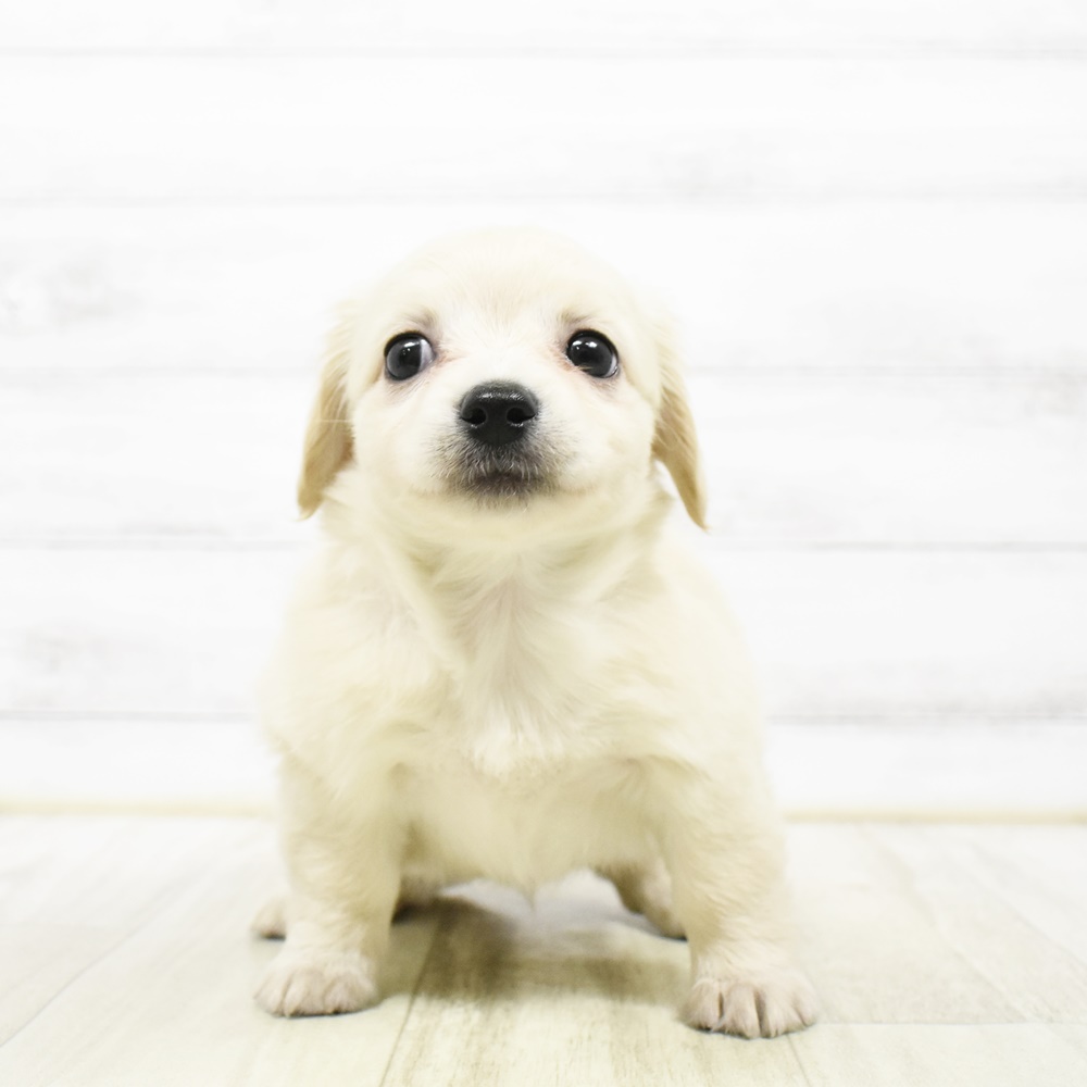 ハーフ犬女の子の写真