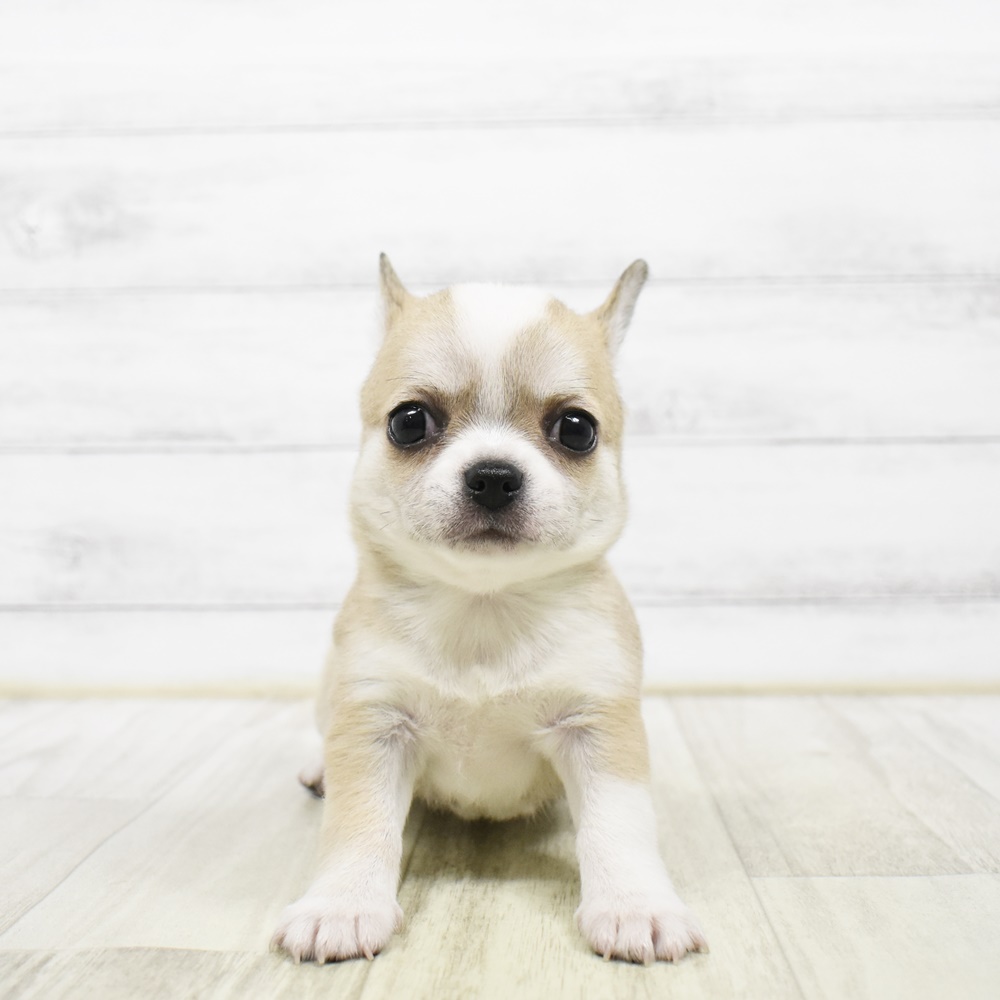 千葉県のチワワ(スムース) (犬の家＆猫の里BIGHOPガーデンモール印西店/2026年4月21日生まれ/女の子/フォーンホワイト)の子犬