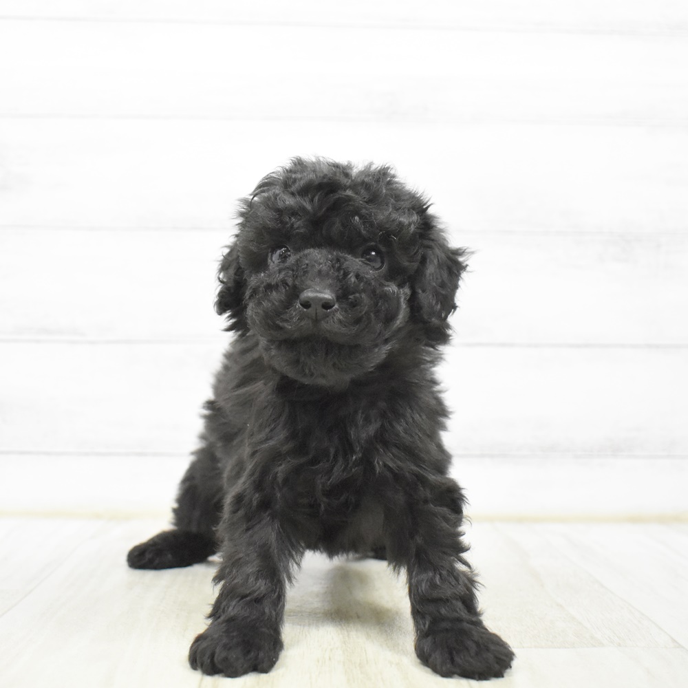 静岡県のトイプードル(トイ) (犬の家＆猫の里アミーゴ浜松和田店/2026年4月21日生まれ/男の子/ブラック)の子犬
