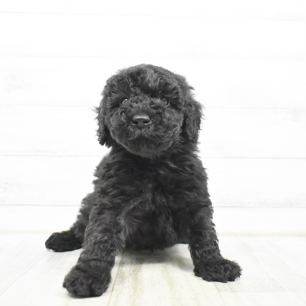 三重県のトイプードル(トイ) (犬の家＆猫の里三重桑名店/2026年4月21日生まれ/男の子/ブラック)の子犬