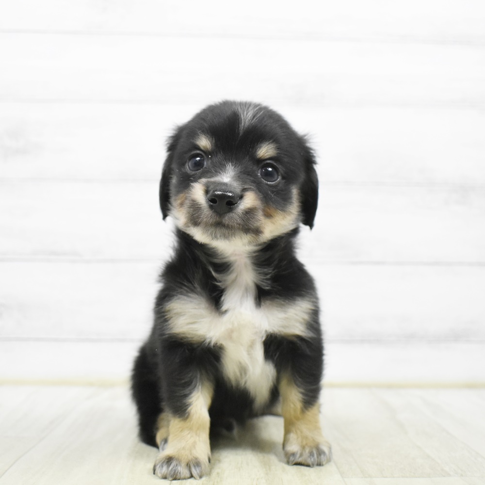 ハーフ犬男の子の写真