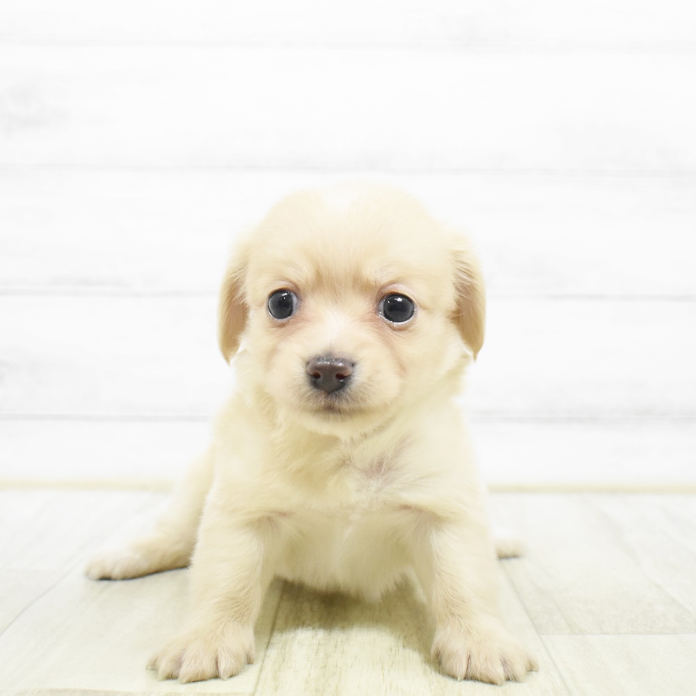 ハーフ犬女の子の写真