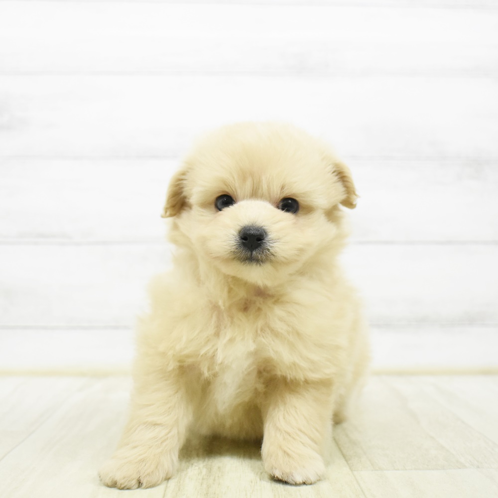 愛知県のポメプー(ポメラニアン×プードル) (犬の家＆猫の里豊川インター店/2026年4月21日生まれ/男の子/アプリコット)の子犬の2枚目の画像