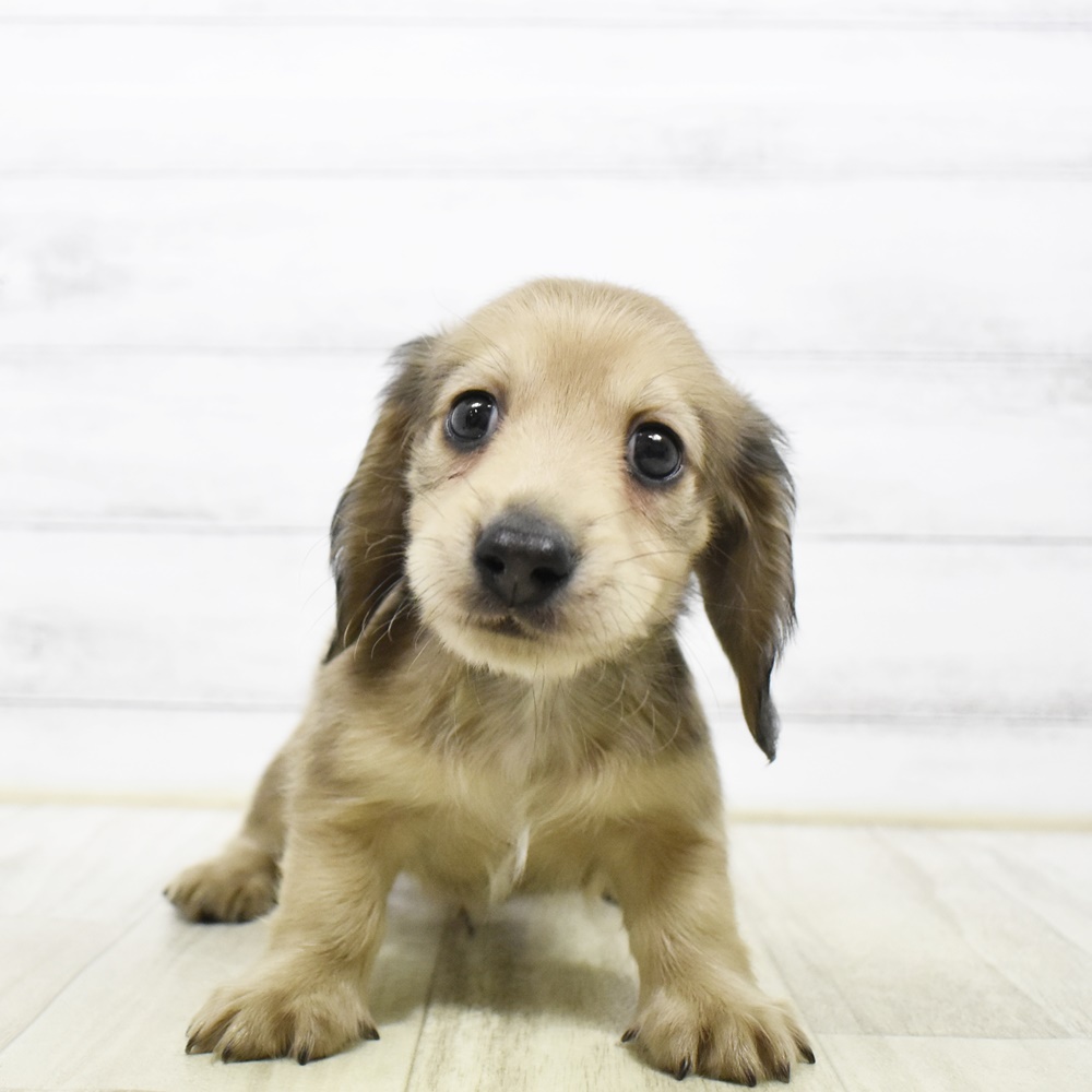 千葉県のミニチュアダックスフンド(ロング) (犬の家＆猫の里ワンズモール稲毛店/2026年4月17日生まれ/男の子/レッド)の子犬の4枚目の画像