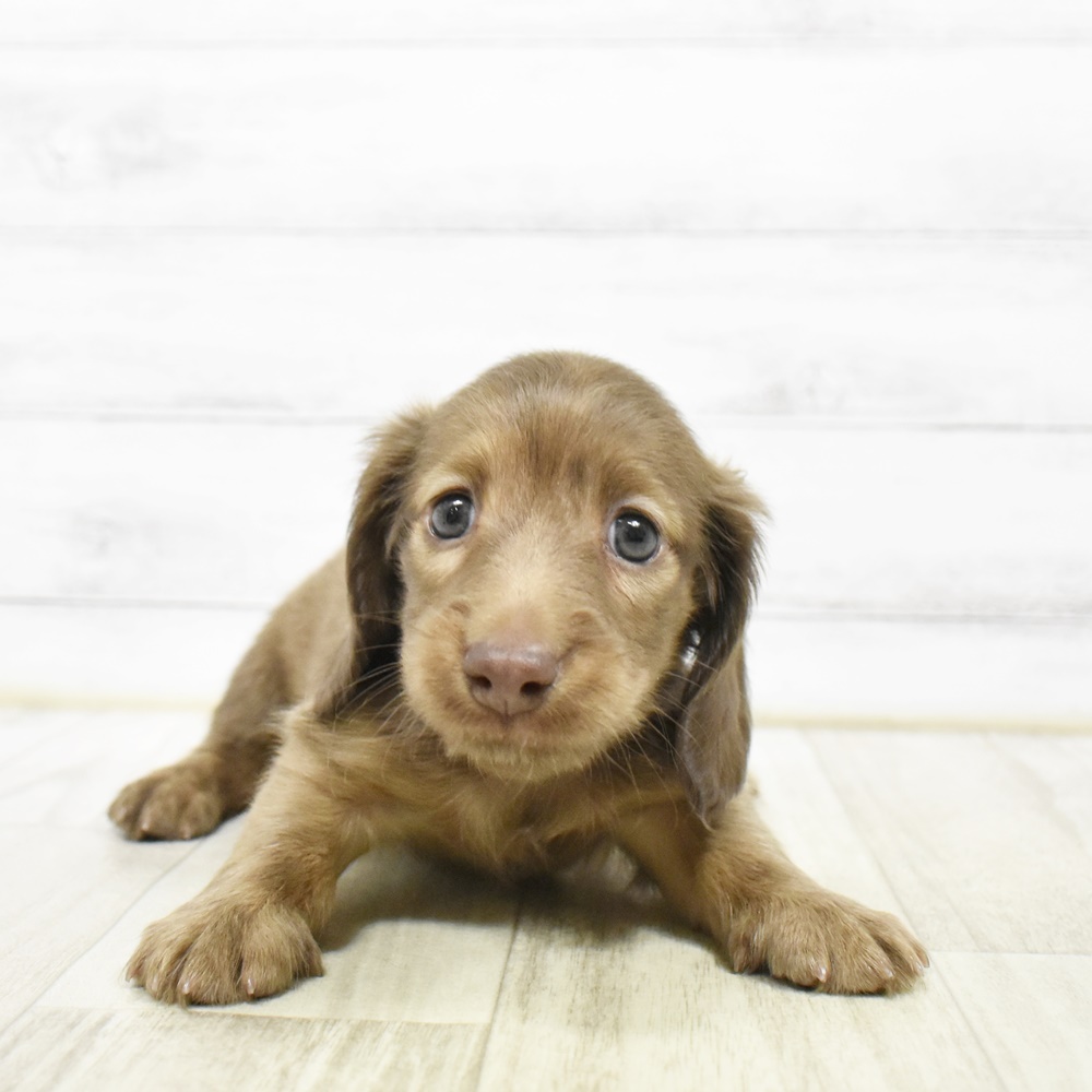 長野県のミニチュアダックスフンド(ロング) (犬の家＆猫の里カインズ梓川店/2026年4月17日生まれ/女の子/チョコレートダップル)の子犬