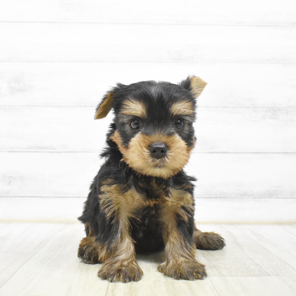 愛知県のヨークシャーテリア (犬の家＆猫の里一宮店/2026年4月17日生まれ/男の子/スチールブルータン)の子犬