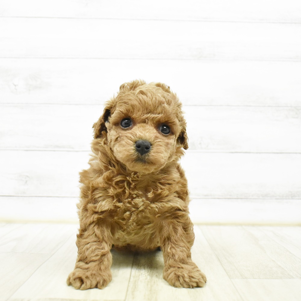 三重県のトイプードル(トイ) (犬の家＆猫の里三重桑名店/2026年4月21日生まれ/女の子/レッド)の子犬