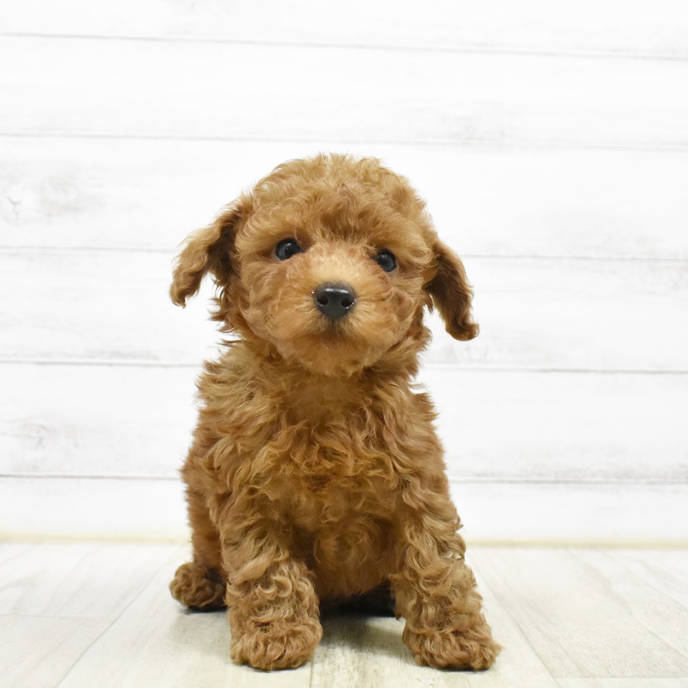 長野県のトイプードル(トイ) (犬の家＆猫の里塩尻店/2026年4月19日生まれ/男の子/レッド)の子犬