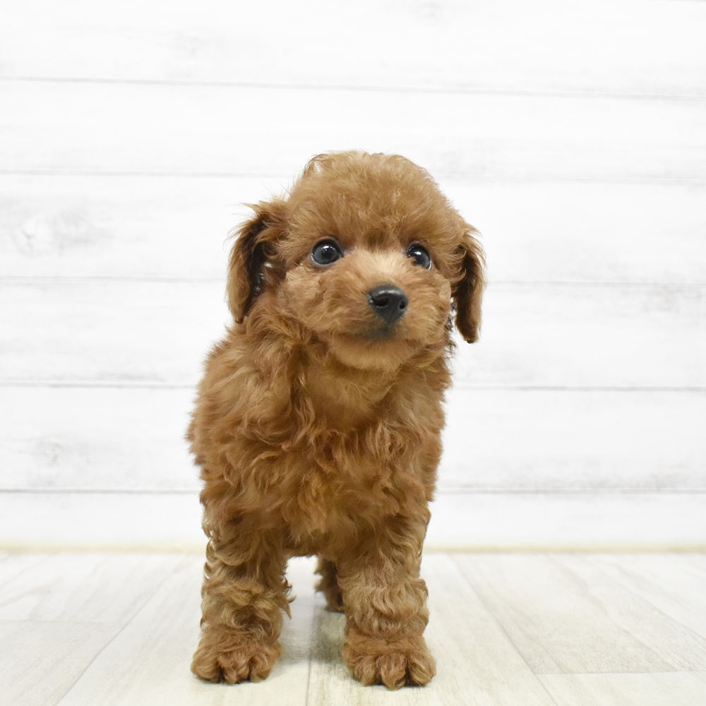 静岡県のトイプードル(トイ) (犬の家＆猫の里マークイズ静岡店/2026年4月19日生まれ/女の子/レッド)の子犬