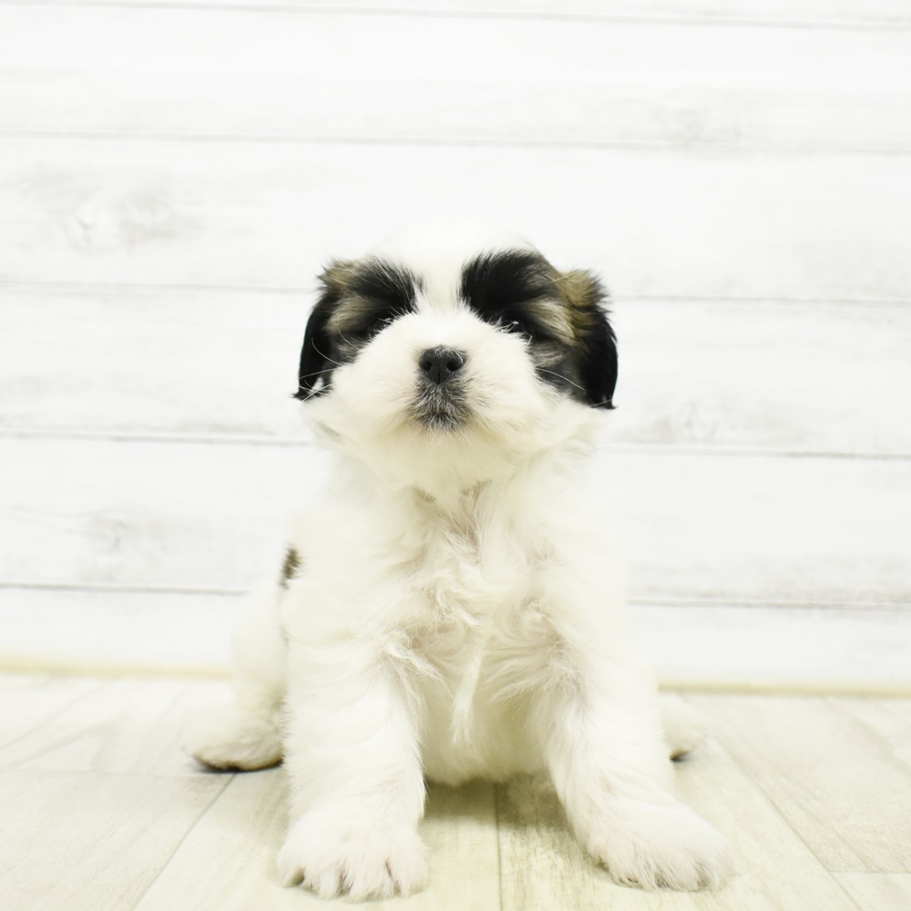 ハーフ犬女の子の写真