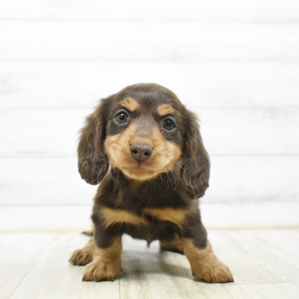 千葉県のミニチュアダックスフンド(ロング) (犬の家＆猫の里BIGHOPガーデンモール印西店/2026年4月20日生まれ/女の子/チョコレートタン)の子犬