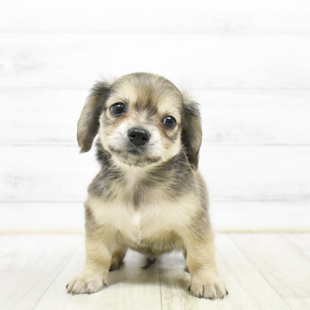 ハーフ犬男の子の写真