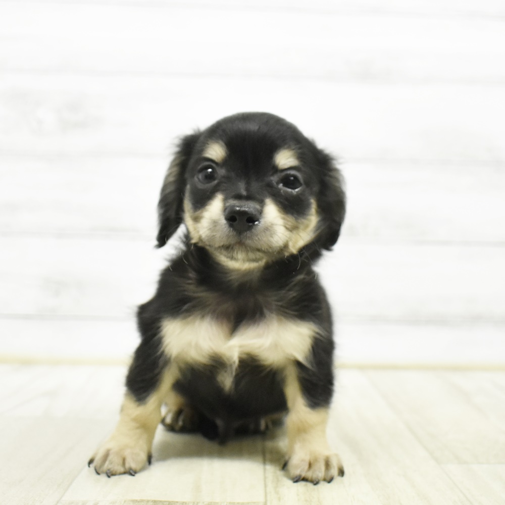 ハーフ犬男の子の写真