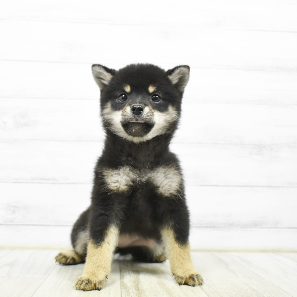 愛知県の豆柴 (犬の家＆猫の里安城店/2026年4月20日生まれ/女の子/黒)の子犬