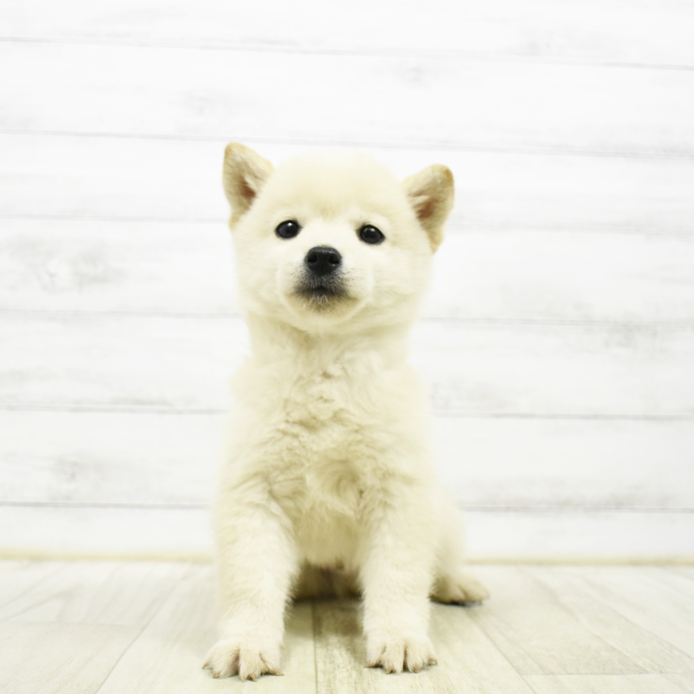 愛知県の豆柴 (犬の家＆猫の里岡崎店/2026年4月20日生まれ/男の子/白)の子犬