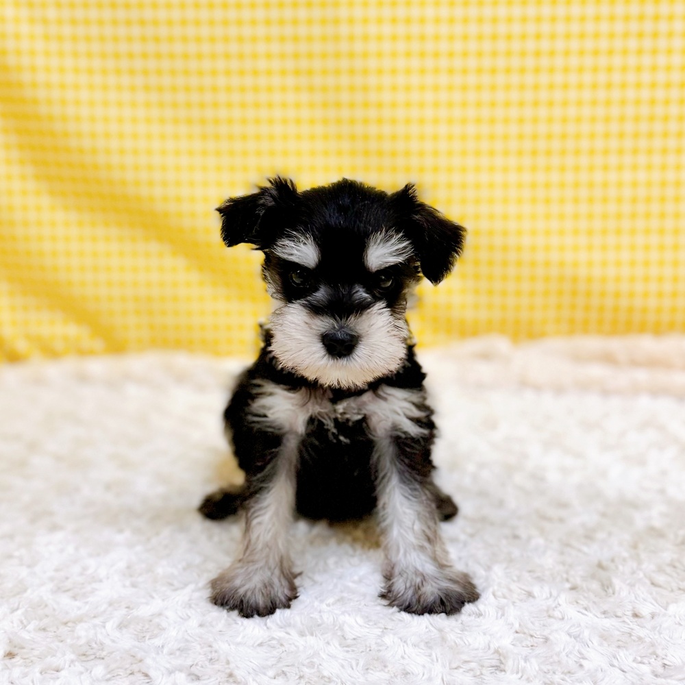 愛知県のミニチュアシュナウザー (犬の家＆猫の里一宮店/2026年4月20日生まれ/男の子/ブラックシルバー)の子犬の1枚目の画像