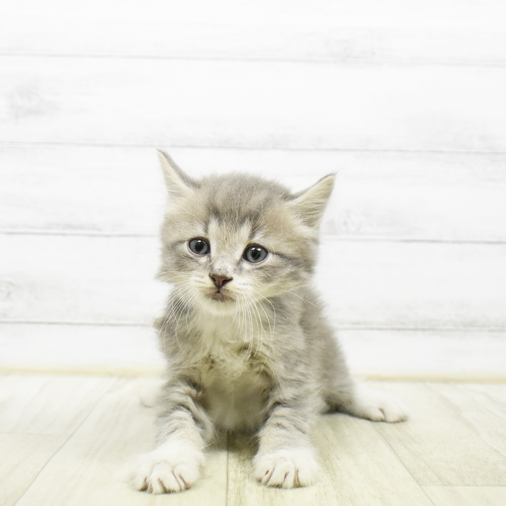 神奈川県のミヌエット (犬の家＆猫の里相模原店/2026年4月17日生まれ/男の子/ブルータビーホワイト)の子猫