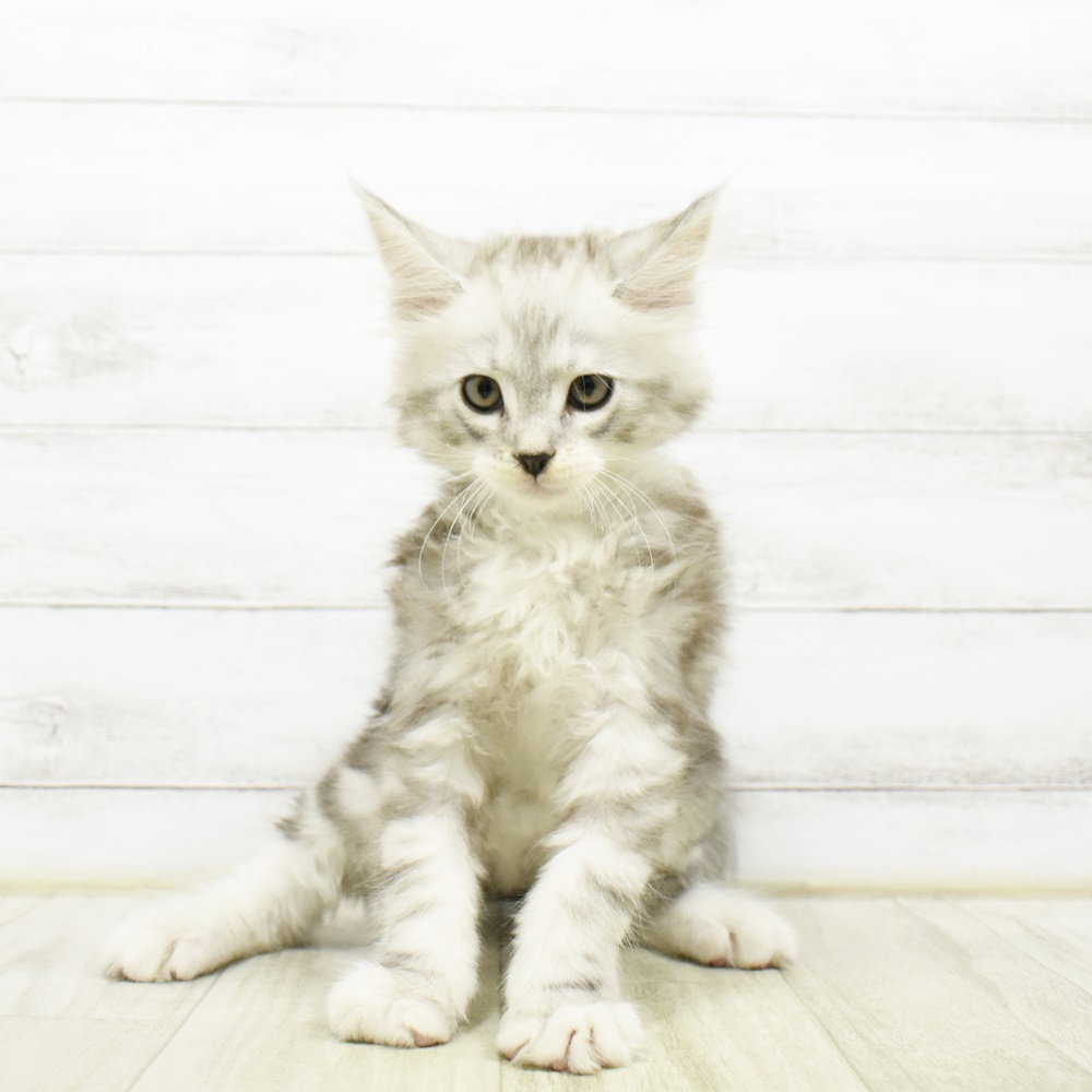 長野県のメインクーン (犬の家＆猫の里長野店/2026年4月21日生まれ/男の子/シルバータビー)の子猫