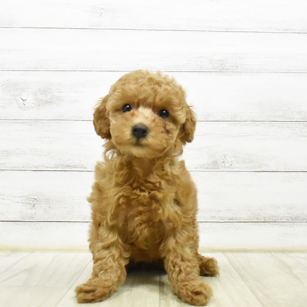 石川県のトイプードル(トイ) (犬の家＆猫の里金沢店/2026年4月19日生まれ/女の子/レッドフォーン)の子犬