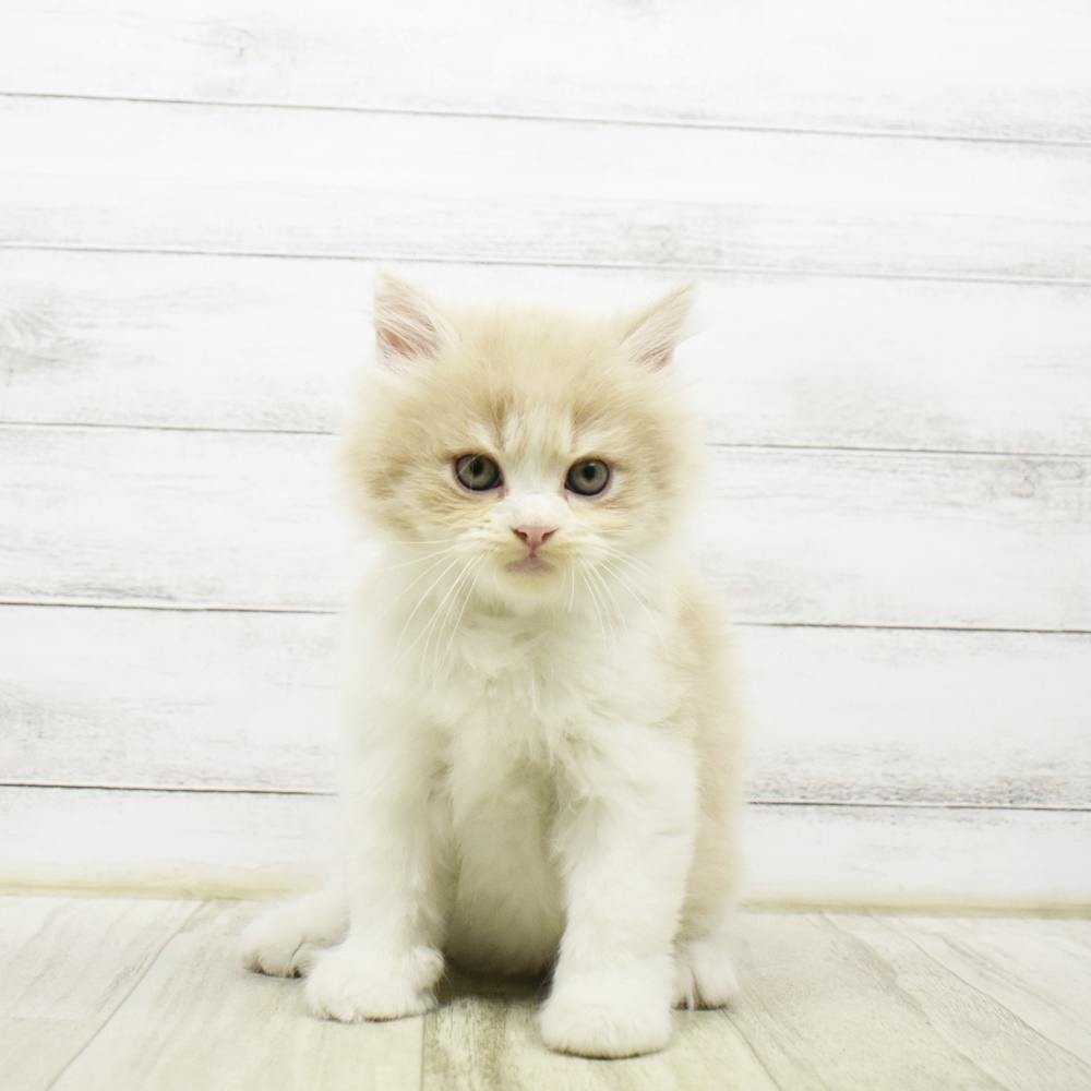 千葉県のサイベリアン (犬の家＆猫の里BIGHOPガーデンモール印西店/2026年4月20日生まれ/男の子/クリームタビーホワイト)の子猫