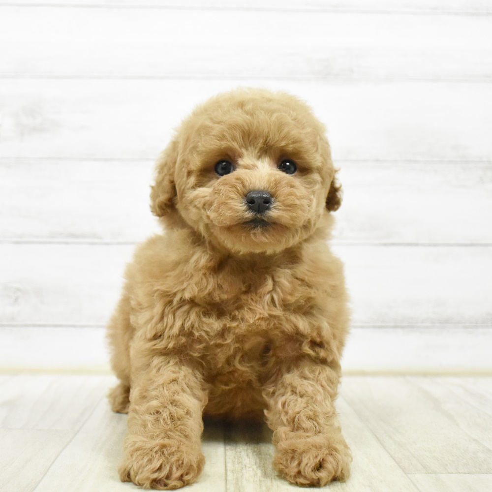 千葉県のトイプードル(トイ) (犬の家＆猫の里ワンズモール稲毛店/2026年4月21日生まれ/女の子/レッド)の子犬